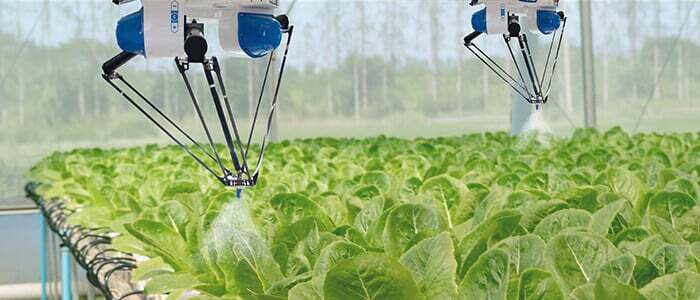a robotic device spraying lettuce in a greenhouse, illustrating the integration of technology in modern agriculture